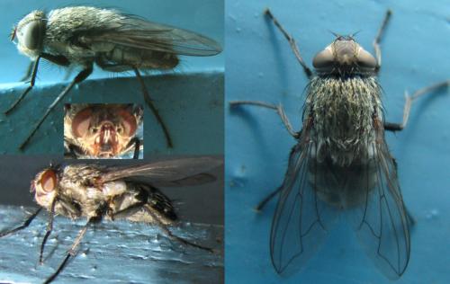 Pollenia sp.