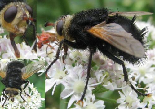 Réf. 124 762 : Tachina grossa