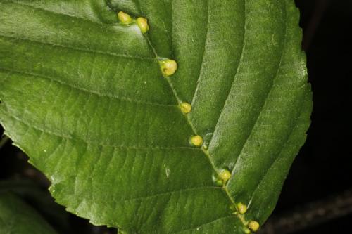 Réf. 124 627 : Eriophyes inangulis