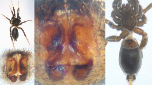 Drassyllus pusillus