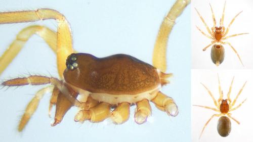 Walckenaeria capito