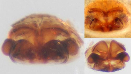 Walckenaeria capito