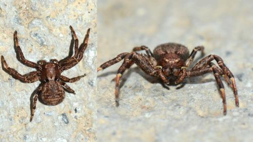 Xysticus luctuosus