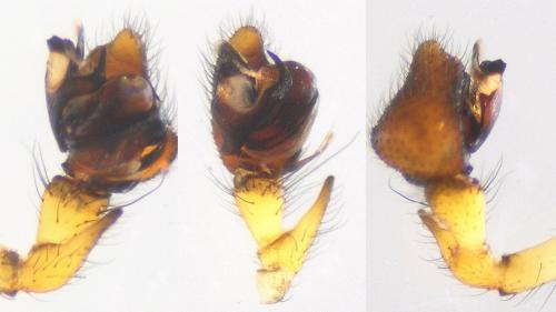 Pityohyphantes phrygianus
