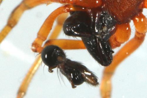 Pachygnatha listeri