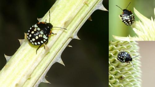 Nezara viridula