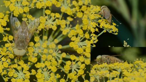 Réf. 124 812 : Atylotus fulvus
