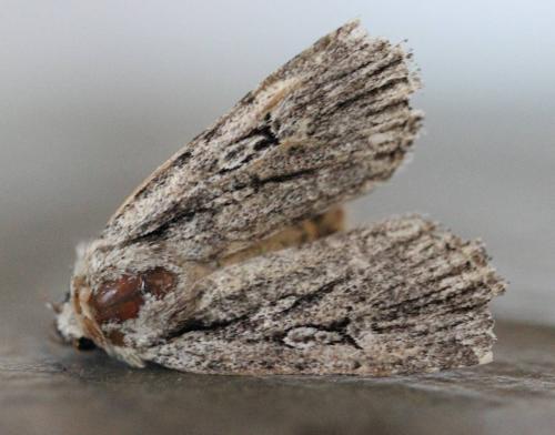 Dichagyris signifera