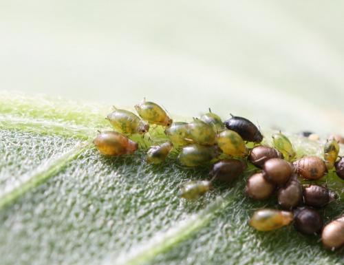 Brachycaudus sp.