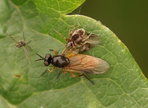 Beris vallata