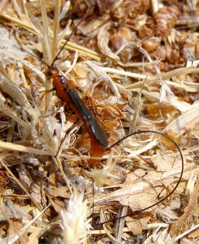 Réf. 124 040 : Glyptomorpha sp.
