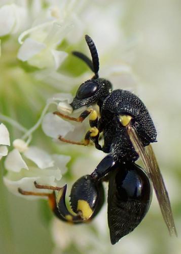 Brachymeria sp.