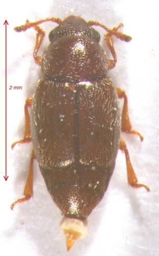 Réf. 124 576 : Brachypterus labiatus