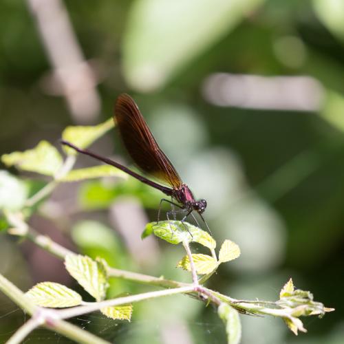 Calopteryx haemorrhoidalis