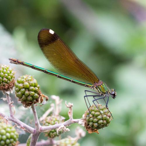 Calopteryx haemorrhoidalis
