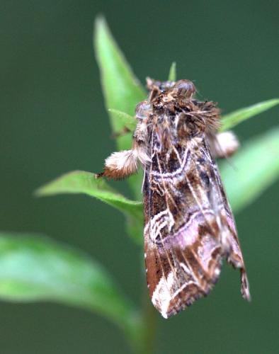 Callopistria juventina