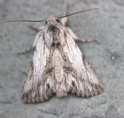 Calophasia platyptera