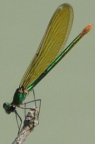 Calopteryx xanthostoma