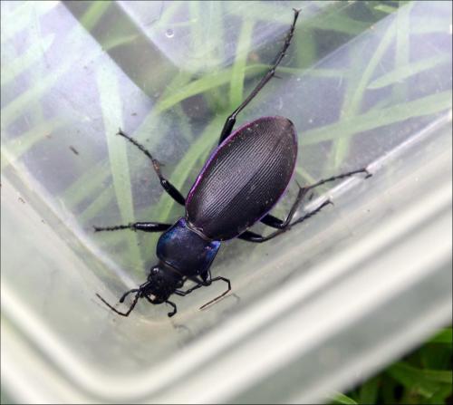 Carabus violaceus purpurascens