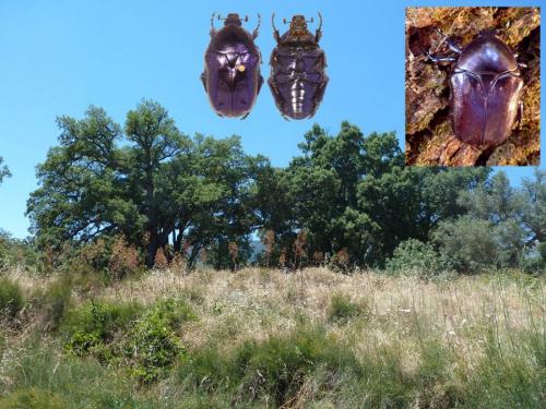 Eupotosia mirifica