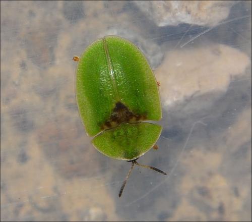 Réf. 124 476 : Cassida rubiginosa