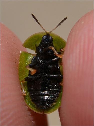 Cassida rubiginosa