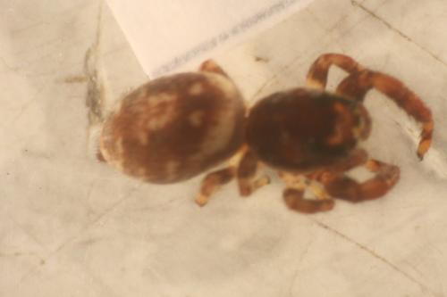 Macaroeris nidicolens