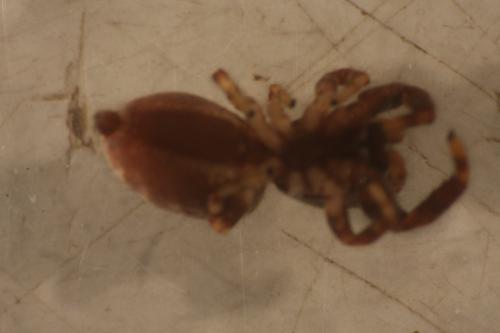 Macaroeris nidicolens