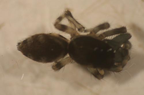 Salticus sp.