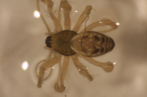 Tenuiphantes sp.