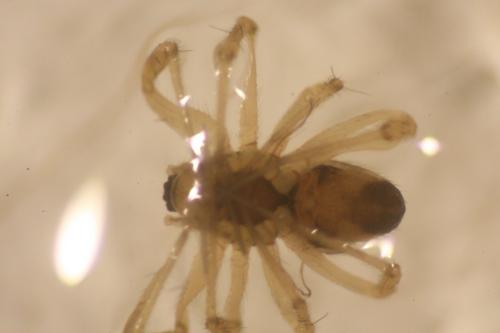 Tenuiphantes sp.