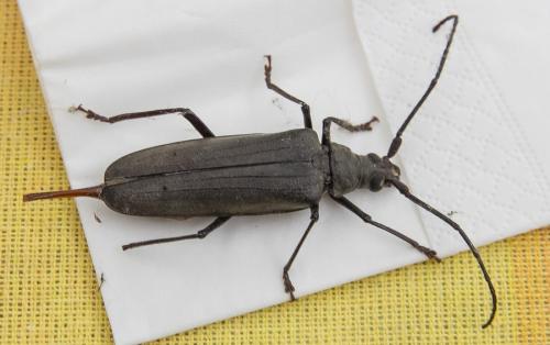 Aegosoma scabricorne