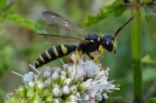 Cerceris arenaria