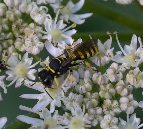 Ectemnius lituratus