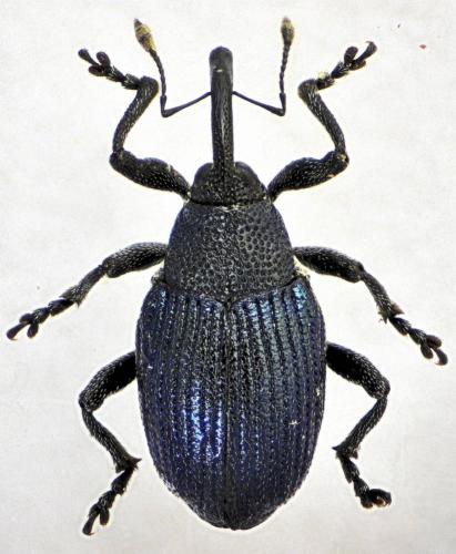 Ceutorhynchus pandellei