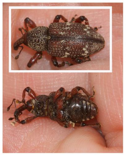 Hylobius transversovittatus