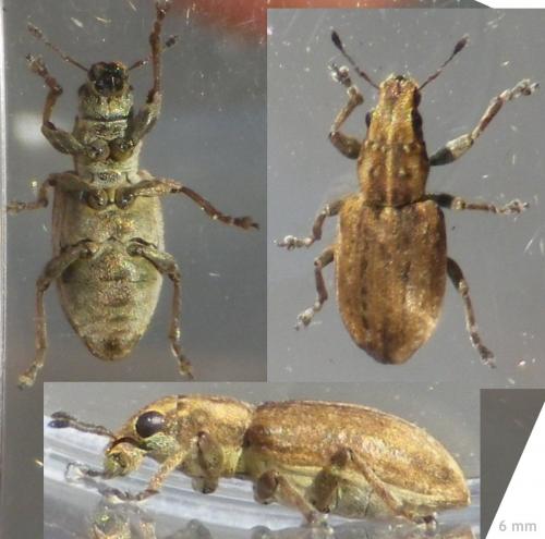Réf. 124 369 : Sitona obsoletus