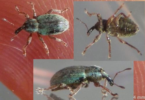 Hypera nigrirostris