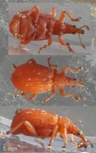 Apion sp.