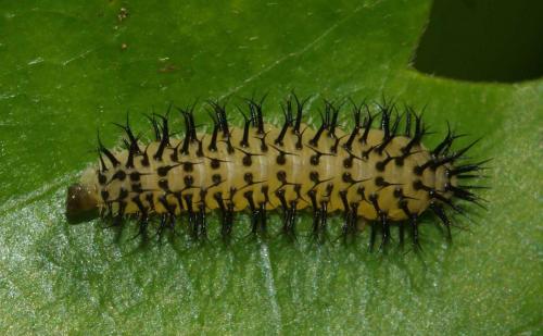 Periclista sp.