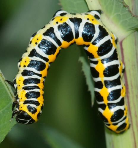 Réf. 124 813 : Cucullia lactucae