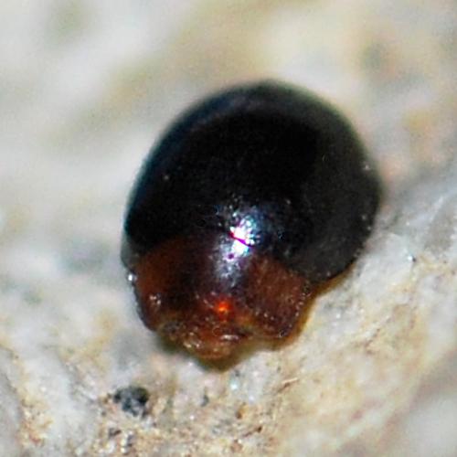 Rhyzobius lophanthae