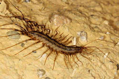 Réf. 124 200 : Scutigera coleoptrata