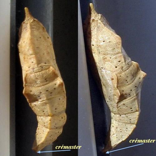 Réf. 124 126 : Pieris sp.