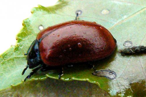 Réf. 124 133 : Chrysomela populi