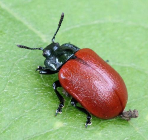 Réf. 124 128 : Chrysomela sp.