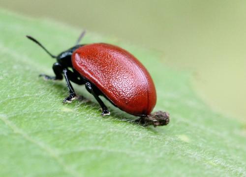 Réf. 124 129 : Chrysomela sp.