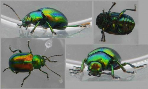 Réf. 124 656 : Chrysolina fastuosa