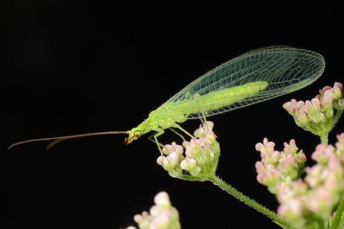Réf. 124 816 : Chrysoperla sp.