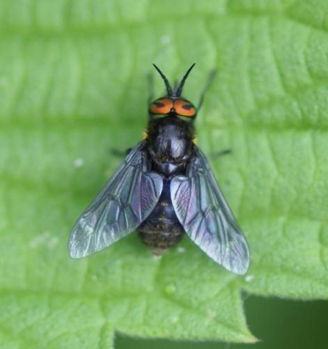 Réf. 124 259 : Chrysops caecutiens